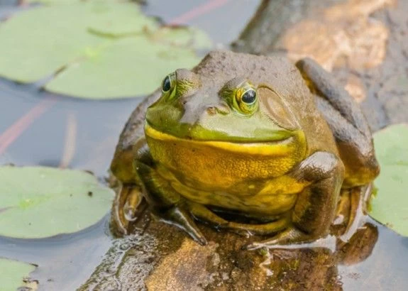 6 από τα πιο επικίνδυνα φαγητά του κόσμου